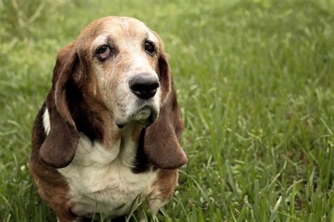 19 Amazing Facts About Basset Hounds You Might Not Know Page 5 Of 7