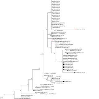 Phylogenetic Tree Based On Amino Acid Sequences Of Vp Of Cpv The