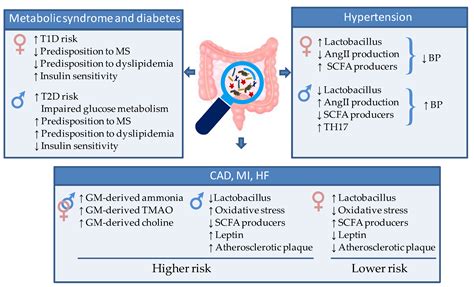 Ijms Free Full Text Gut Microbiota And Sex Hormones Crosstalking