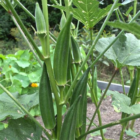 Jambalaya Okra F1 Hybrid 55 Days