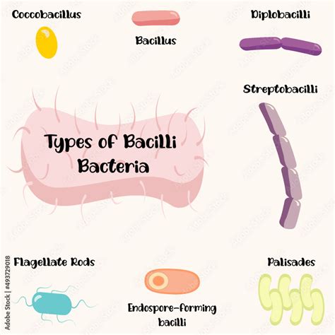 Types of Bacilli Bacteria Stock Vector | Adobe Stock