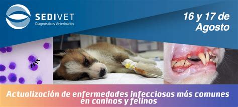 Actualizaci N De Enfermedades Infecciosas M S Comunes En Caninos Y