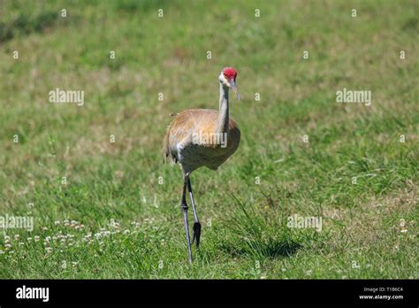 Sandhill Crane Grus Canadensis Stock Photo Alamy