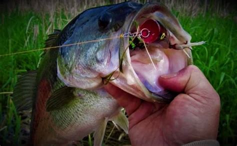 How to Fish a Popper For Topwater Bass - RangetoReel