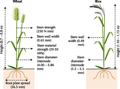 Figure 2 From Comparative Biology Between Wheat And Rice Grain Yields Of Wheat And Rice