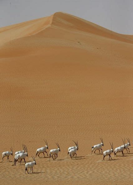 Arabian Oryx Walk At The Arabian Oryx Sanctuary In Umm Alzamool Some