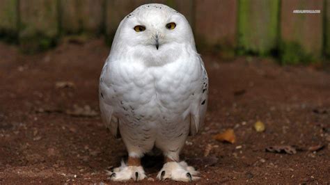 Snowy Owl Wallpapers - Wallpaper Cave