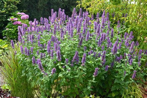 Blue Boa Agastache Hyssop Hummingbird Mint Agastache Almost Eden