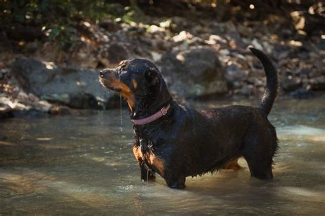 Nomi Per Cani Maschi Significativi Corti Italiani E Originali Ecoo It