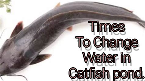 Due Time To Change Water In Catfish How Long You Can Change Water In