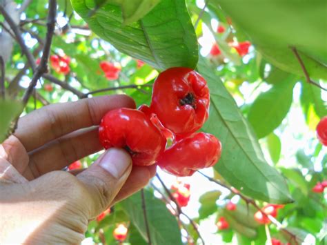 VIBGYOR: BELL FRUIT WHICH GREW IN MY BEAUTIFUL VILLAGE CHETTIKULAM