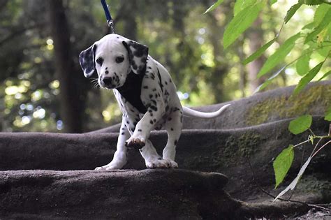 Dalmatian Spots: A Journey from Spotless to Spotted - Dalmatian Friends