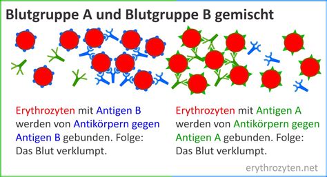 Was Ist Das AB0 System