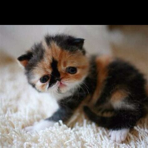 I must have this flat faced cat! So cute! | Cute baby animals, Kittens cutest baby, Kittens cutest