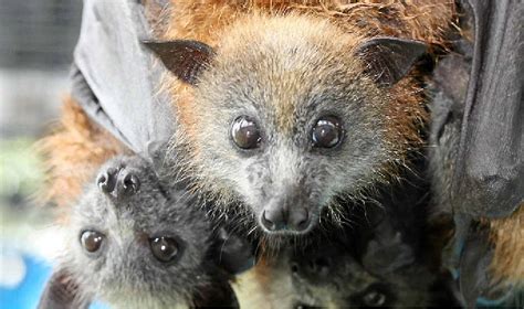 Flying Foxes An ‘important Part Of Pollination’ For Region Northern Star