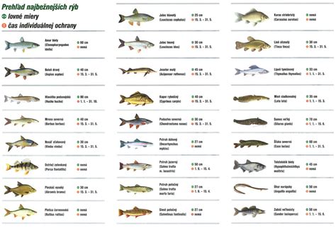 ryby nasich vod