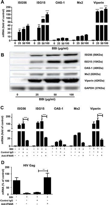 Bbi Induces Isgs Peripheral Blood Monocyte Derived Macrophages Were