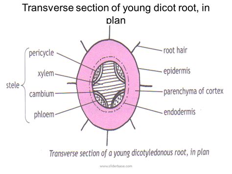 Transverse Section Of A Young Dicot Stem In Plan