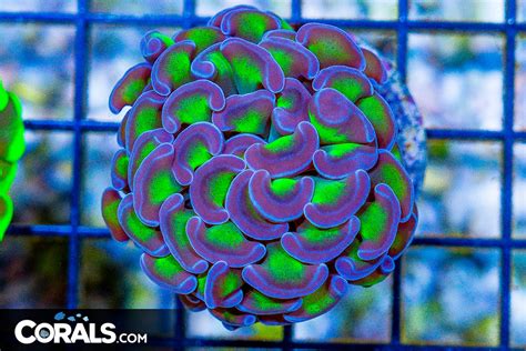 Big Branching Hammer Frag Australia Neon Stems Purple Tips Corals