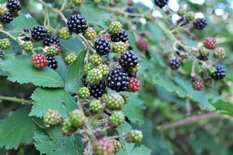 On The Branch Ripen The Blackberries Rubus Fruticosus Stock Photo