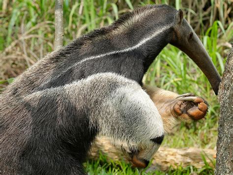 Giant Anteater Claws