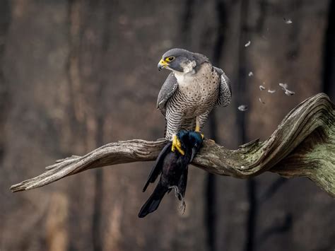 Peregrine Falcon Migration: A Complete Guide | Birdfact