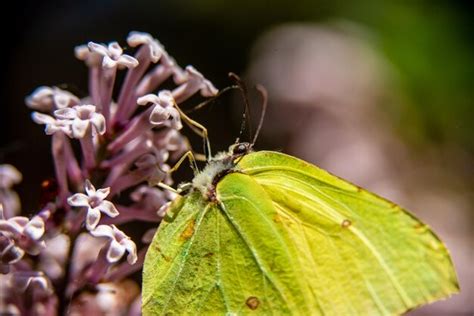 Premium Photo Gonepteryx Rhamni Known As The Common Brimstone