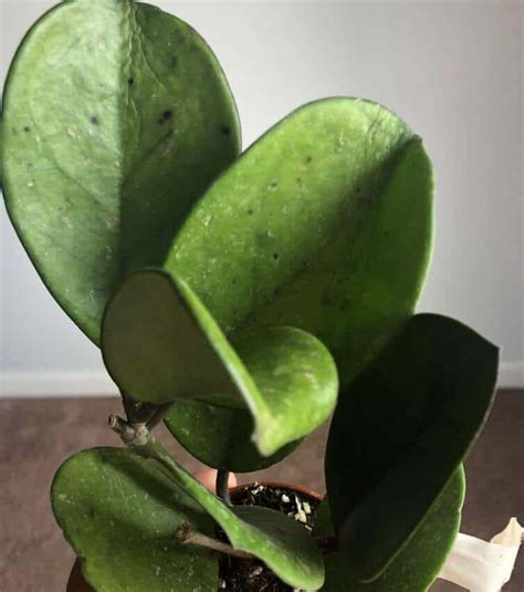 Black Spots On Hoya Leaves A Friendly Gardener