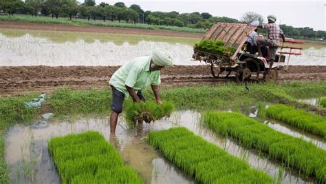 Dull Monsoon May Lower Paddy Yields Mint