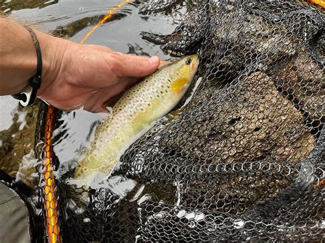 Quels sont les meilleurs appâts de pêche en rivière Leurre de la pêche