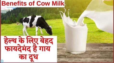 Cow Milk Benefits हेल्थ के लिए बेहद फायदेमंद है गाय का दूध