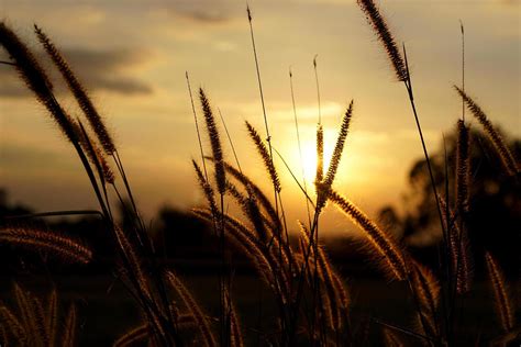 silhouette flowers grass sunset background 19081009 Stock Photo at Vecteezy