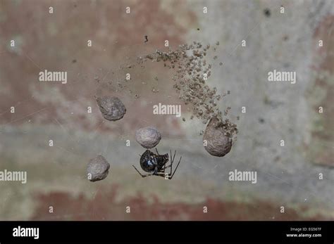 Common House Spider, Parasteatoda tepidariorum, spiderlings, spider egg ...