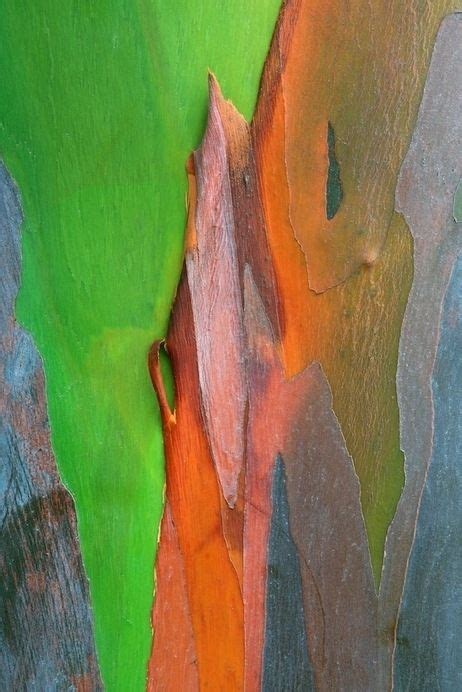 The Worlds Most Beautiful Tree Bark Rainbow Eucalyptus Rainbow