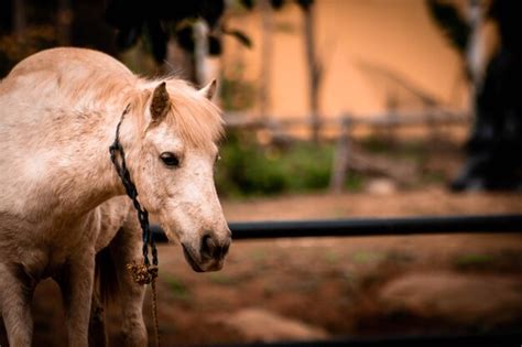 Premium Photo Close Up Of Pony At Ranch