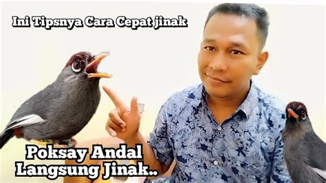 Cara Tips Penjinkan Semua Jenis Burung Poksay Di Jamin Aman Youtube