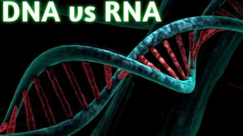 Dna Vs Rna Major Differences Between Dna And Rna Difference Between