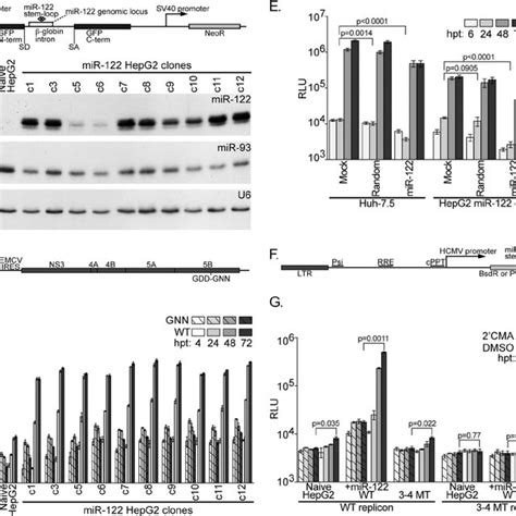 Transfection Efficiency Limits HCV Replication In HepG2 Cells A