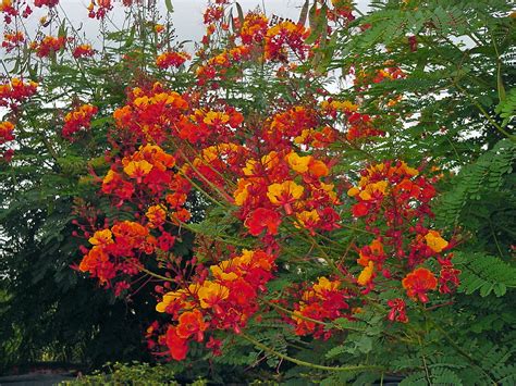 Pride Of Barbados Plant Plant Corz