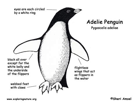 Penguin Diagram With Labels