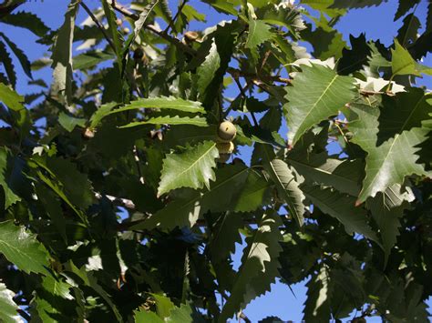 Chinkapin Oak Central Texas Gardener