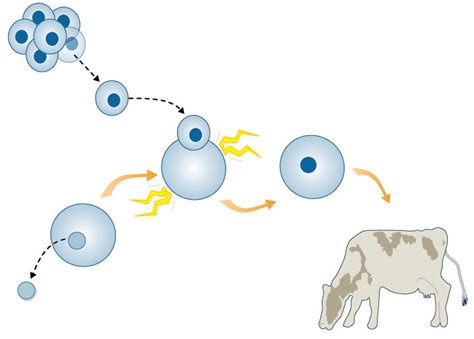 The History of Cloning