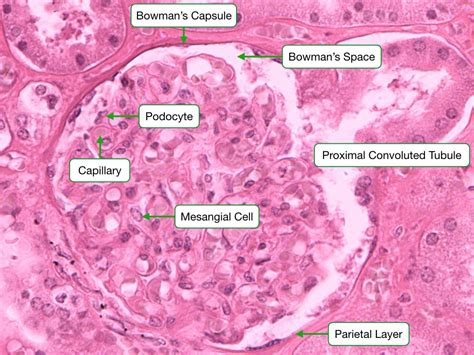 Podocytes Electron Microscopy