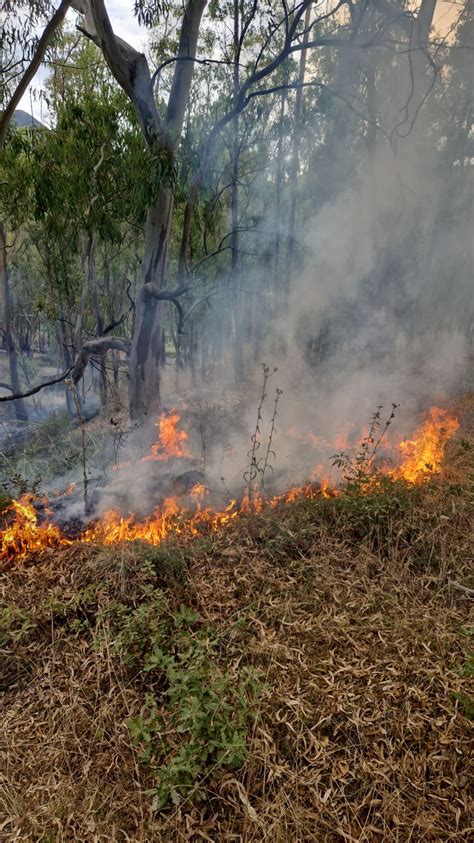 Gualteri Sicamin Incendio Divora Terreno Di Mila Di Alberi Di