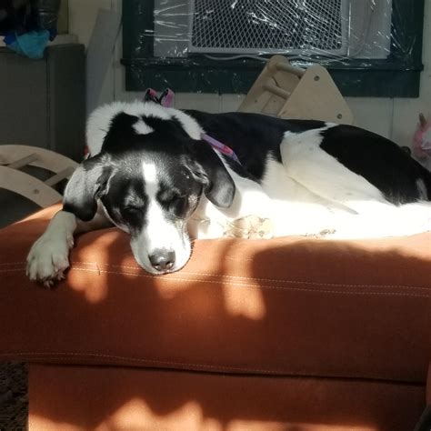 my handsome cow puppy : r/moodogs