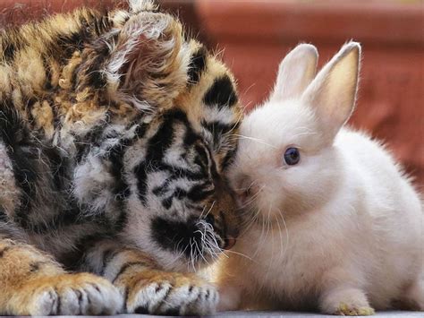 A Rare Scene To Behold When Baby Lion And Tiger Cub Are Found Inseparable