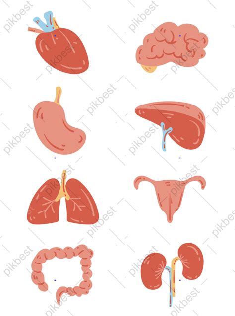 Human Organs Internal Organs Icon Vector Ai Free Download Pikbest