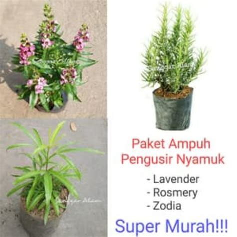 Jual Paket Tanaman Pengusir Nyamuk Rosemary Lavender Zodiak Shopee