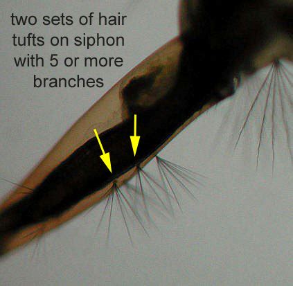 Culex quinquefasciatus - UF IFAS Florida Medical Entomology Laboratory ...