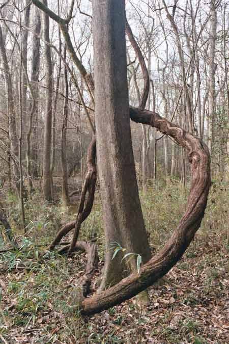 Vines Take Over Southern Us Forests Live Science